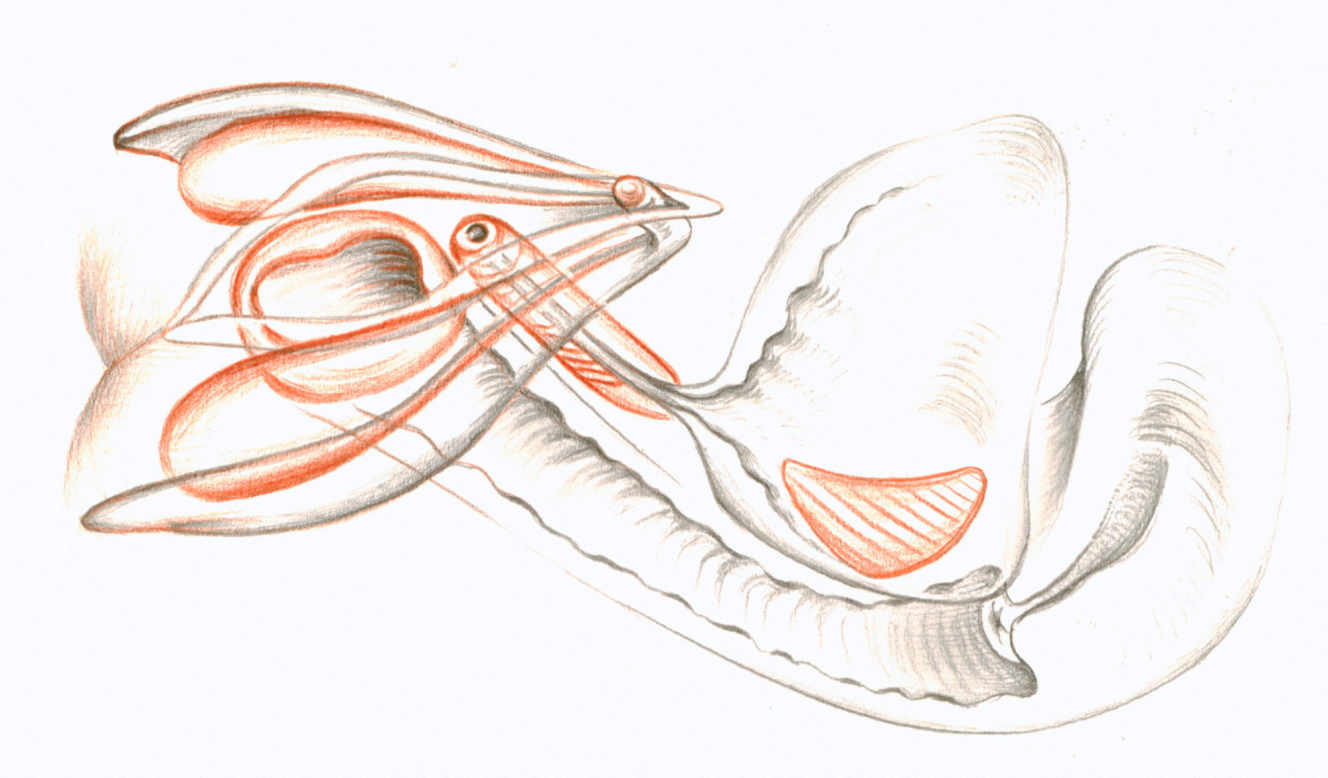 Image - « Le Plaisir effacé. Clitoris et pensée », de Catherine Malabou